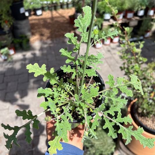 Salvia columbariae - Chia