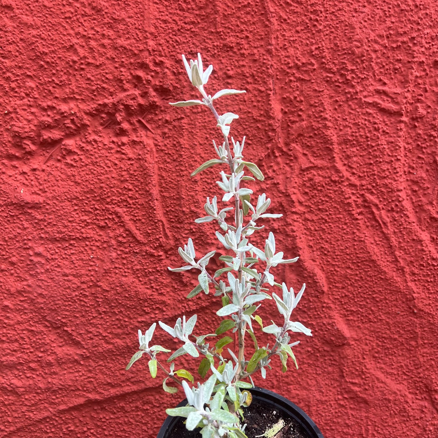 Salvia leucophylla 'Pt Sal' - 'Point Sal' Purple Sage