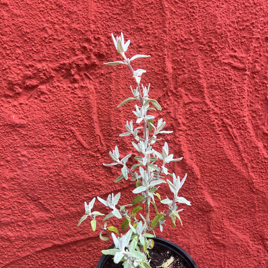 Salvia leucophylla 'Pt Sal' - 'Point Sal' Purple Sage