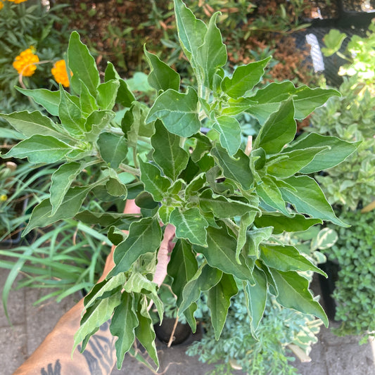 'Black Mamba' Pepper