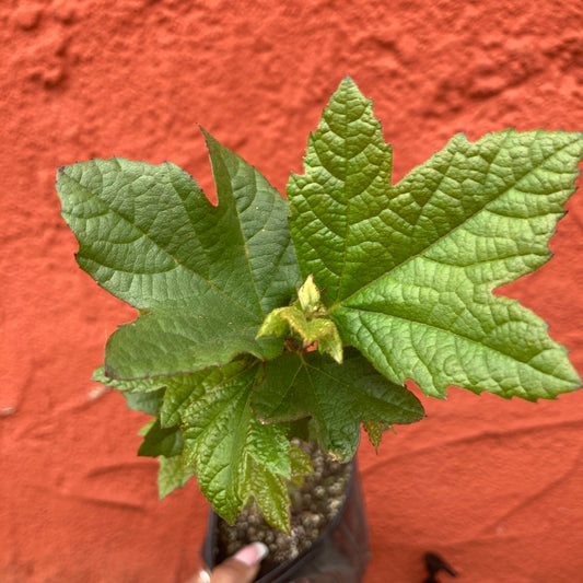 Platanus racemosa - Western Sycamore