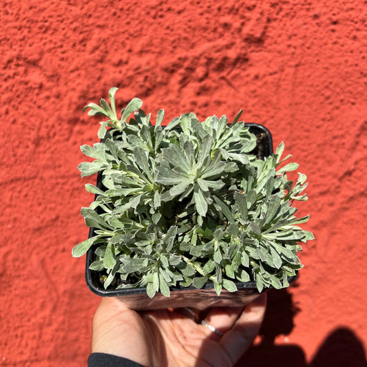 Antennaria rosea - Rosy Pussytoes