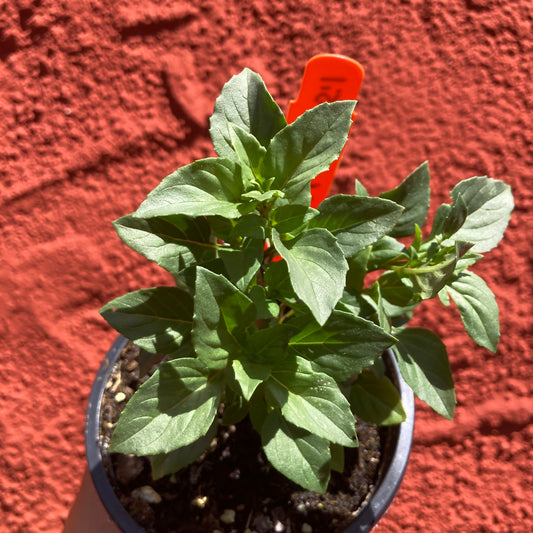 Greek Columnar Basil
