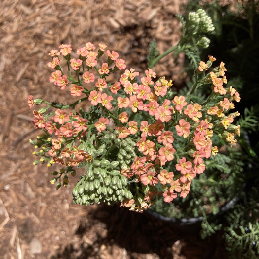 Achillea millefolium 'Salmon Beauty' - Salmon Beauty Yarrow