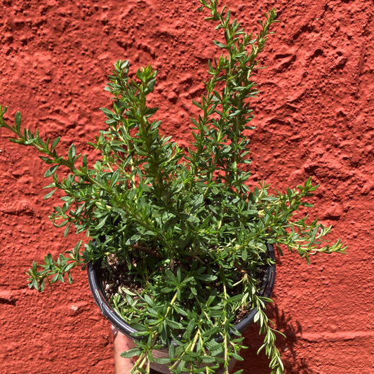 燃える平原児('60米) California Native Plants – Page 10 – Artemisia Nursery
