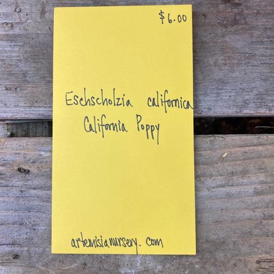 California Poppy Seeds - Eschscholzia californica
