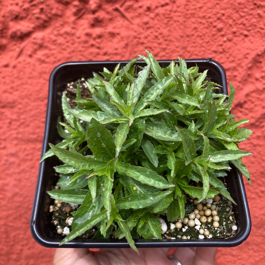 Lobelia dunnii - Dunn's Lobelia