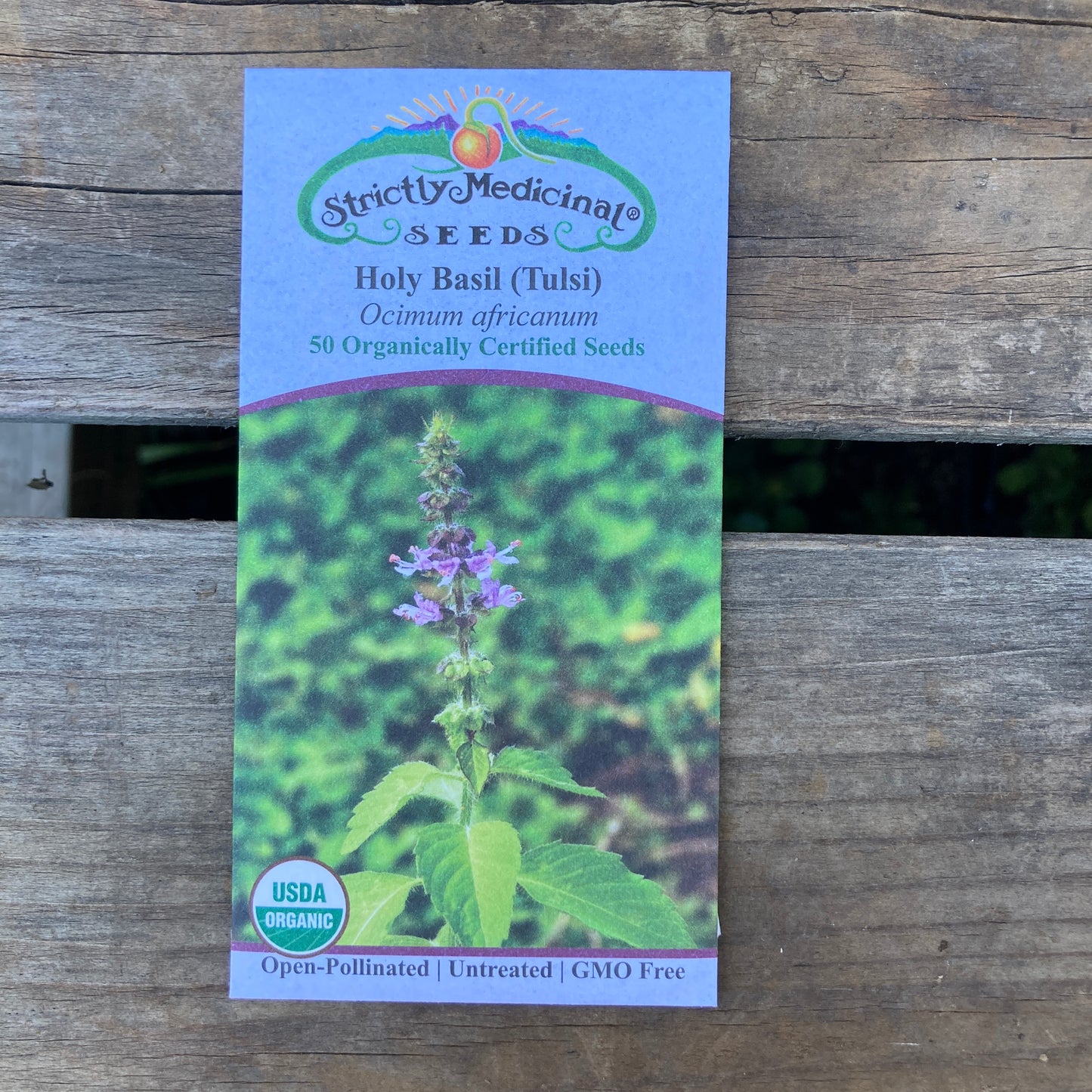 Temperate Tulsi/Holy Basil (Ocimum africanum)- Organic - Strictly Medicinal Seeds