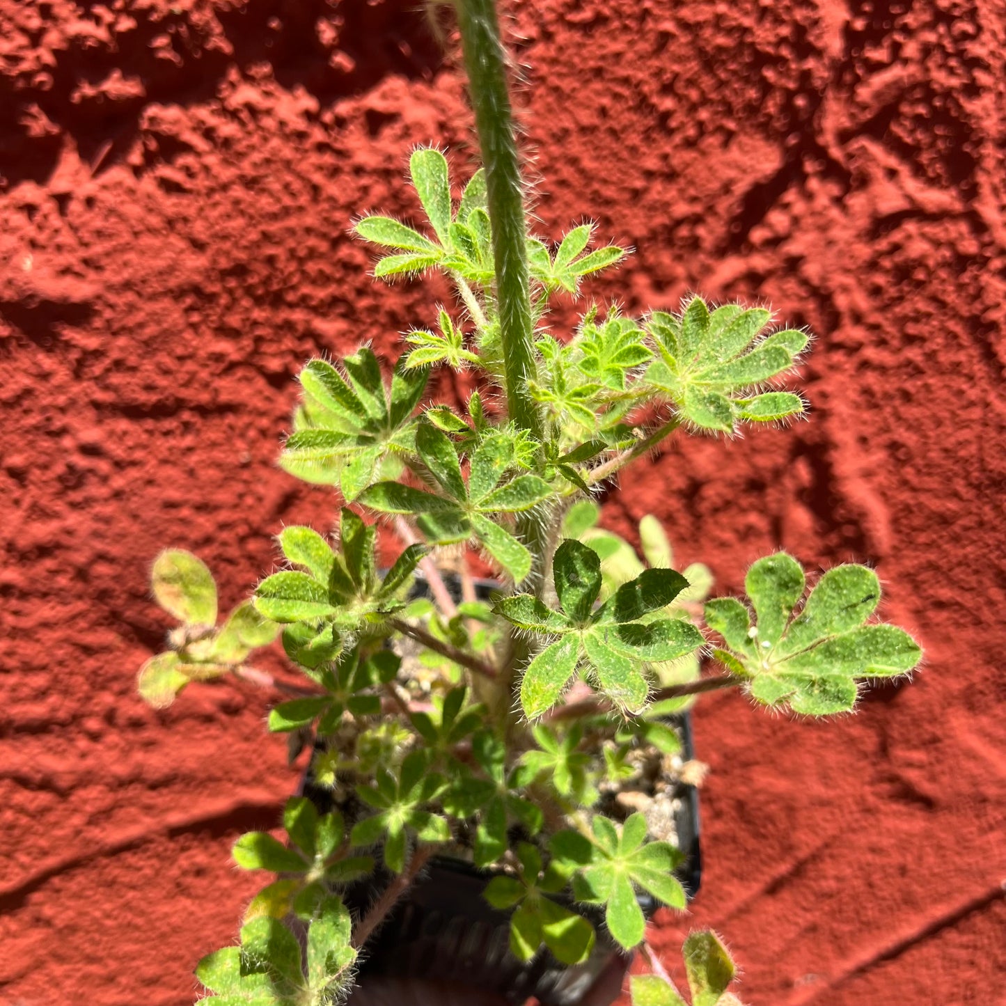 Lupinus hirsutissimus - Stinging Annual Lupine