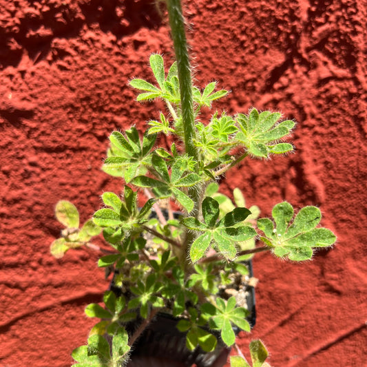 Lupinus hirsutissimus - Stinging Annual Lupine