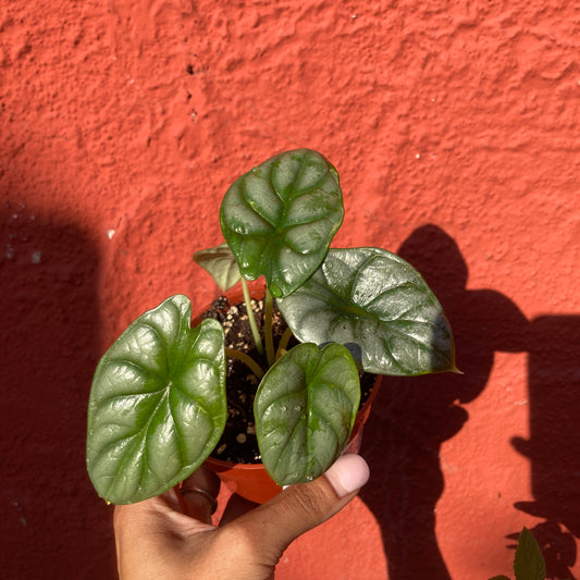 Alocasia 'Silver Dragon'