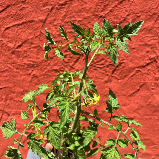 Tomato 'Arkansas Traveler'