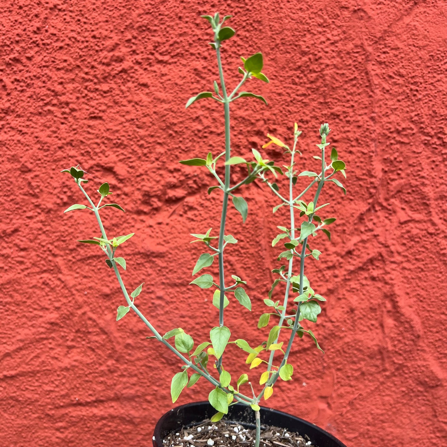 Justicia californica 'Tecate Gold' - Chuparosa