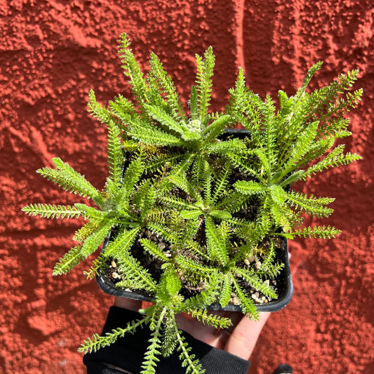 Achillea DESERT EVE 'Red' - Red Yarrow