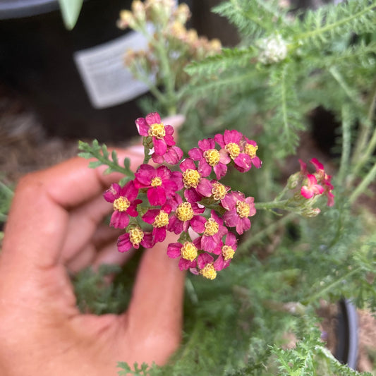 Achillea 'Paprika' - Paprika Yarrow