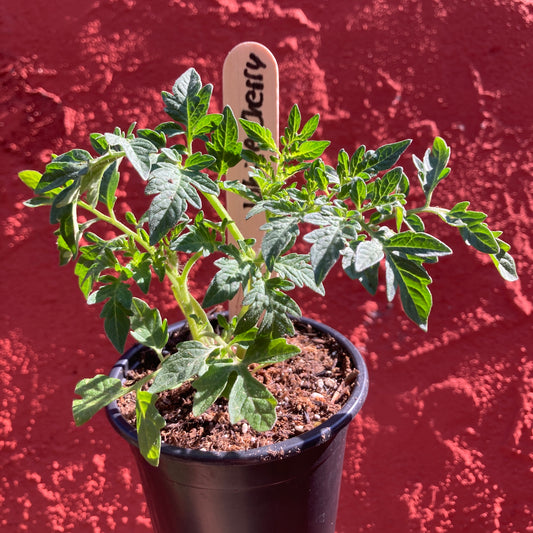 'White Cherry' Tomato