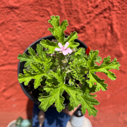 Rose Geranium