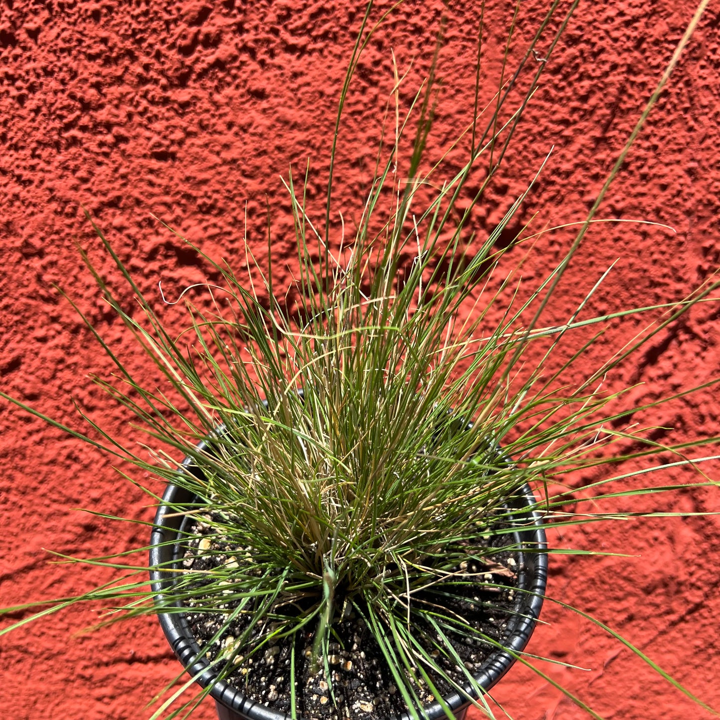 Stipa cernua (syn. Nassella cernua) - Nodding Needlegrass