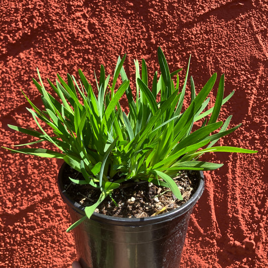 Sisyrinchium bellum 'Rocky Point'
