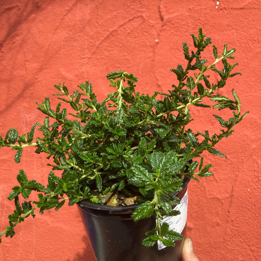 Ceanothus hearstiorum 'King Sip'