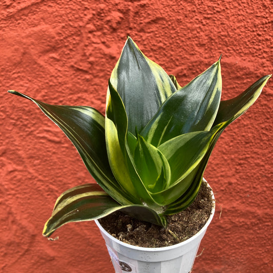 Sansevieria Hahnii 'Glimmering Star'