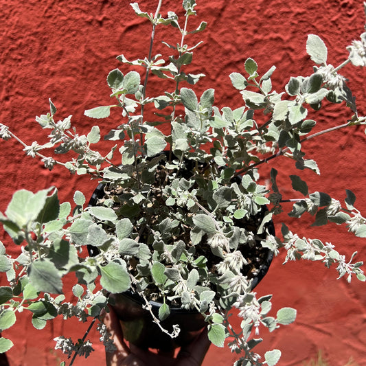Condea emoryi 'Silver Lining' (syn. Hyptis emoryi) - 'Silver Lining' Desert Lavender