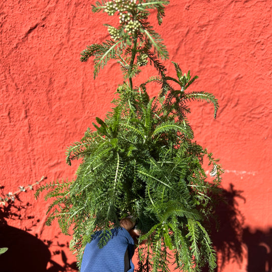 Achillea millefolium 'Astral Rose' - Astral Rose Yarrow