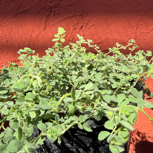 Acmispon tomentosus var. glabriusculus - Wooly Lotus