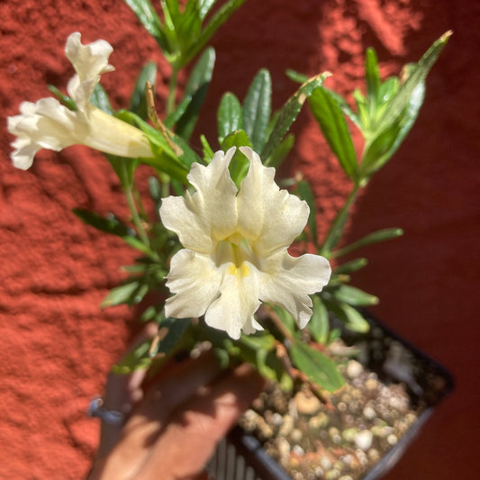 Mimulus 'Ivory White' - Ivory White Monkey Flower