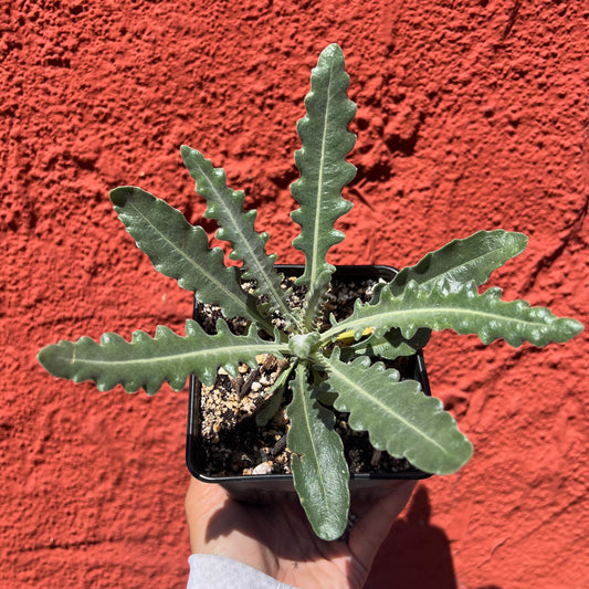 Mentzelia laevicaulis - Blazing Star