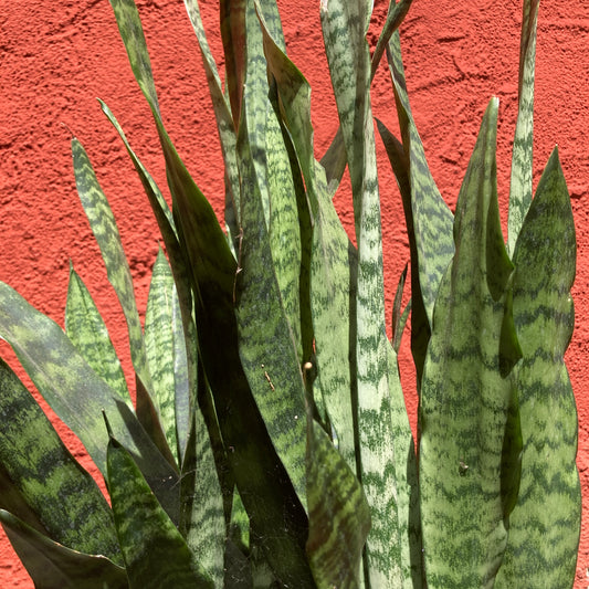 Sansevieria zeylanica 'Black Coral' - Snake Plant