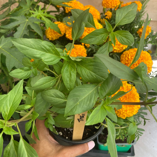 Thai Basil