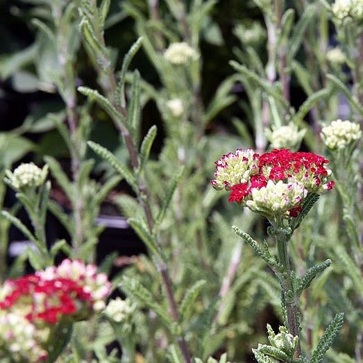 Achillea 'Red Velvet' - Red Velvet Yarrow