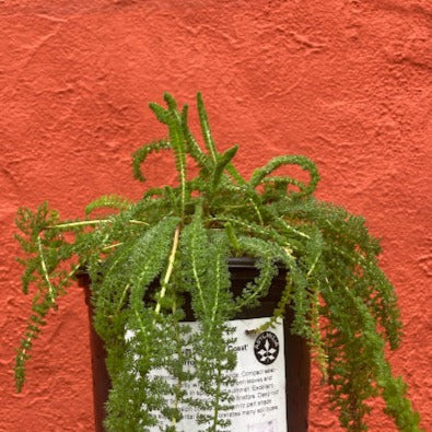 Achillea millefolium ‘Sonoma Coast’ - Sonoma White Yarrow