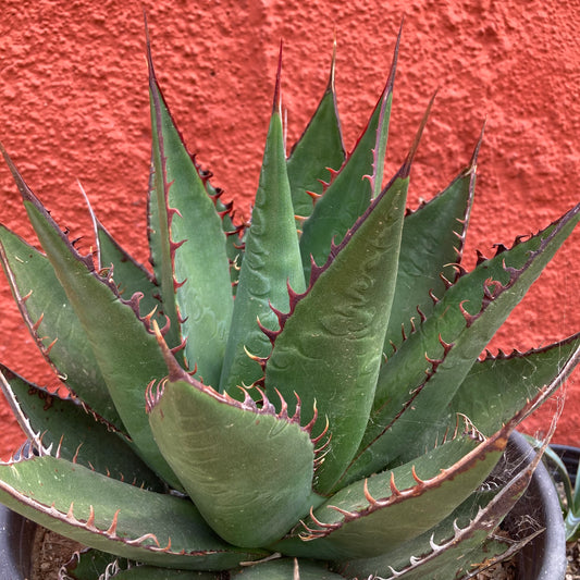 Agave shawii - Shaw's Agave