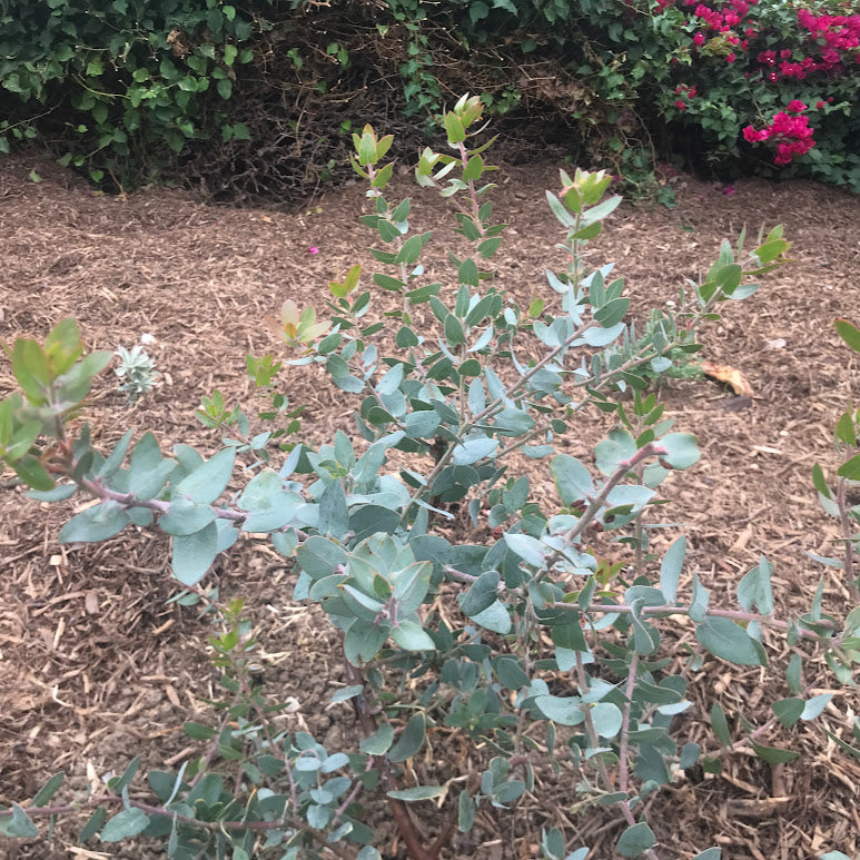 Arctostaphylos 'Lester Rowntree' - Lester Rowntree Manzanita