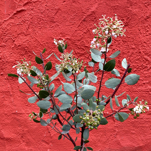 Arctostaphylos bakeri 'Louis Edmunds' - Louis Edmunds Manzanita