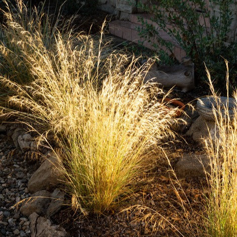 Aristida purpurea - Purple Three-Awn Grass