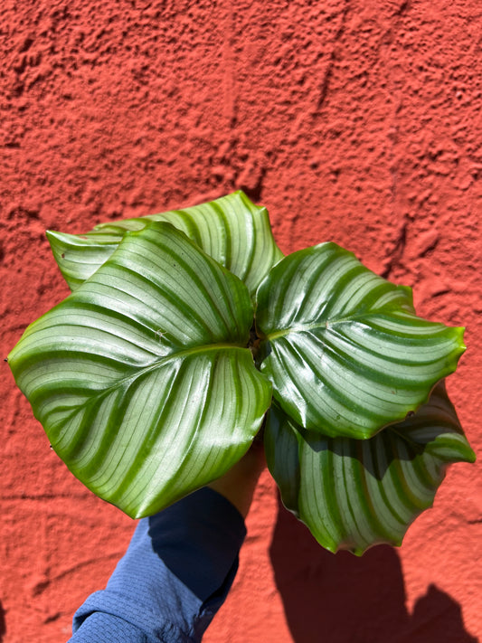 Calathea orbifolia