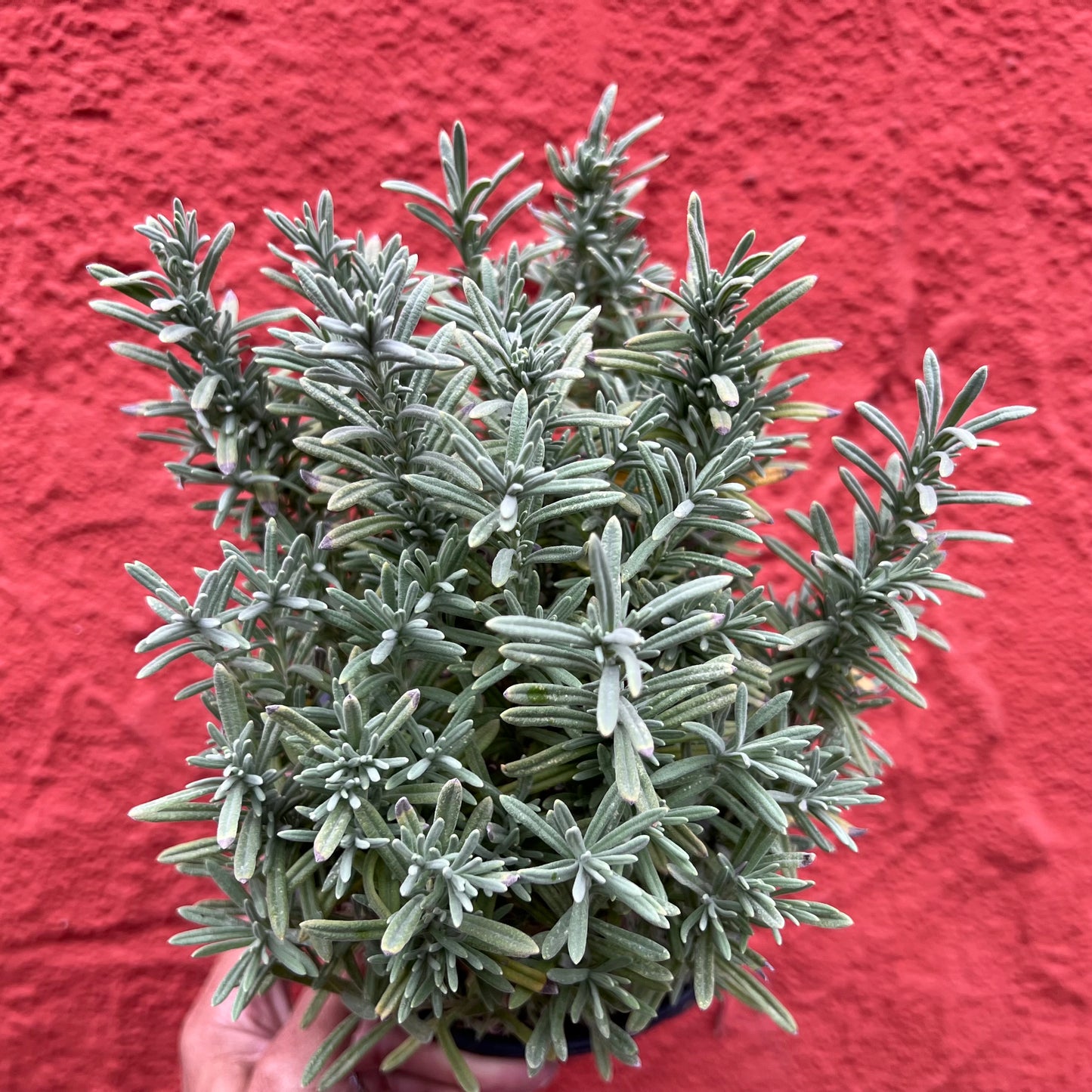 Lavandula stoechas 'Otto Quast' - Spanish Lavender