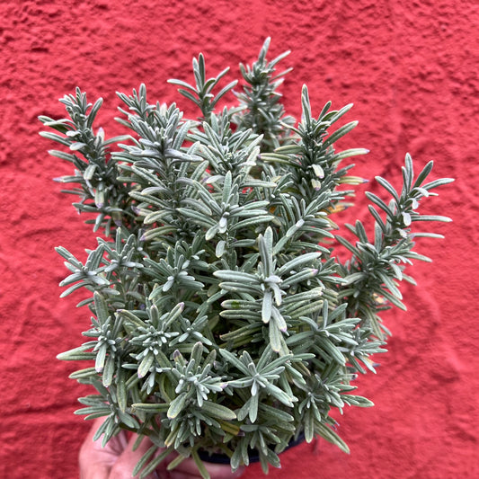 Lavandula stoechas 'Otto Quast' - Spanish Lavender