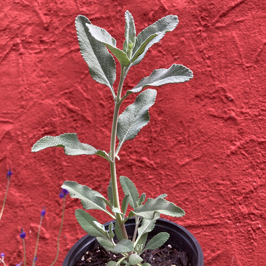Salvia apiana 'Vicki Romo' - Vicki Romo Sage