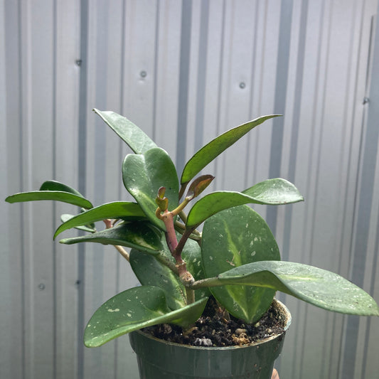 Hoya obovata 'Pink Silver'