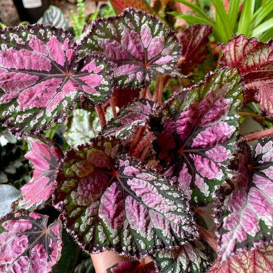 Begonia rex - Painted Leaf Begonia