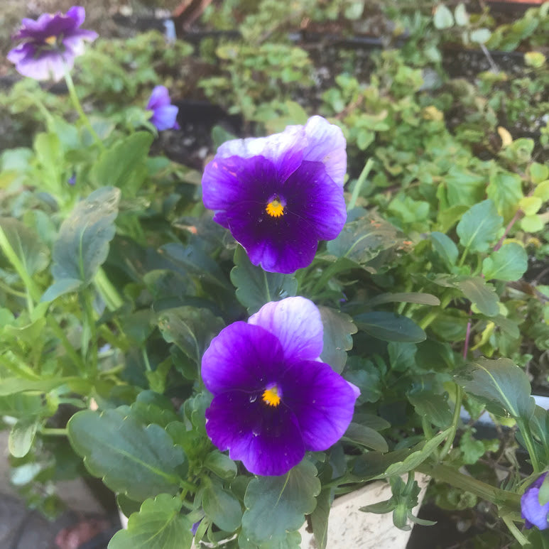 Purple Bicolor Violas