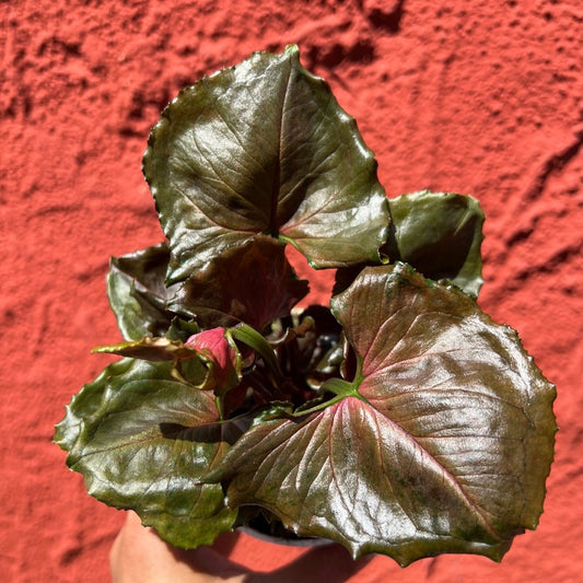 Syngonium ‘Strawberry Ice’ - Arrowhead Plant