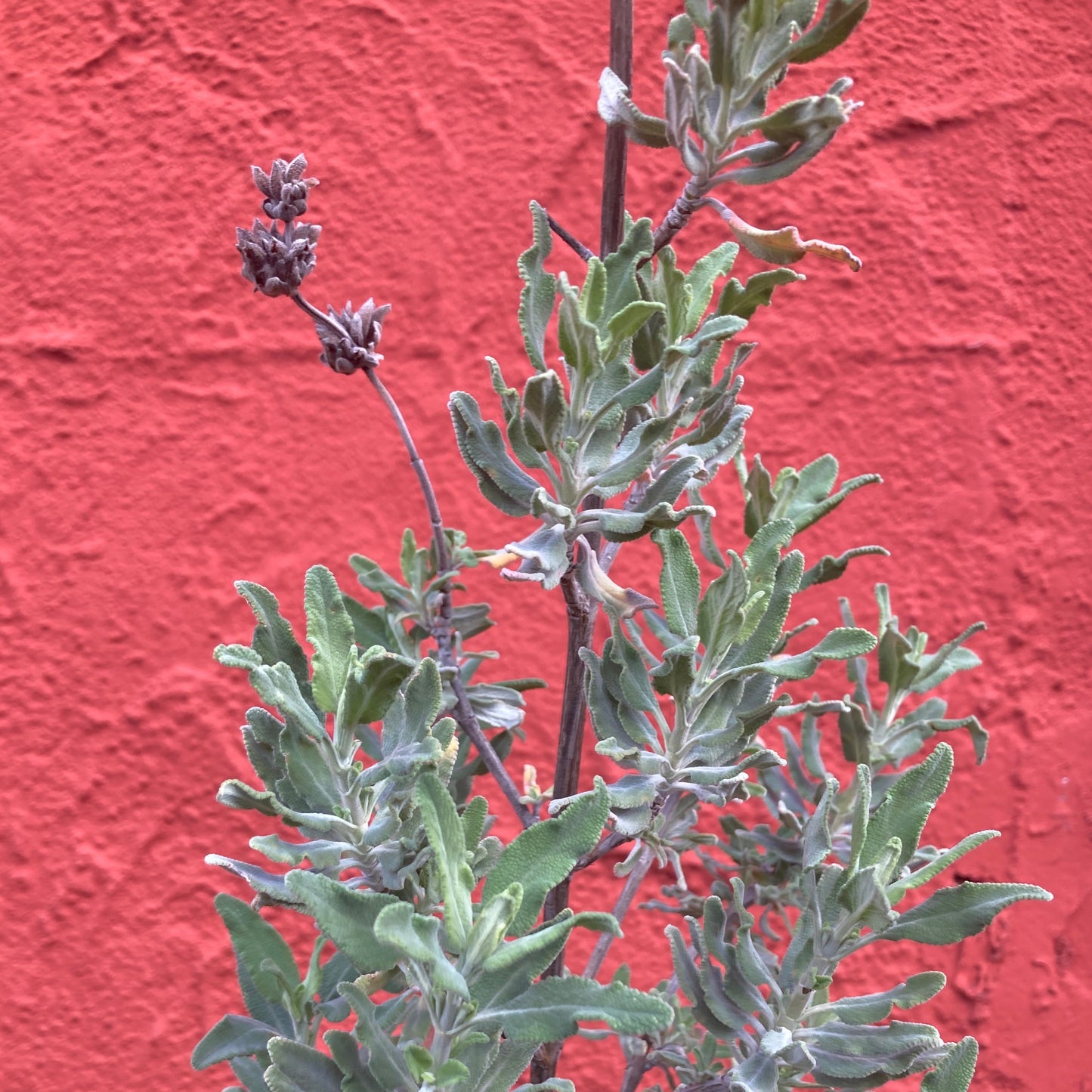 Salvia 'Whirly Blue' - Whirly Blue Sage