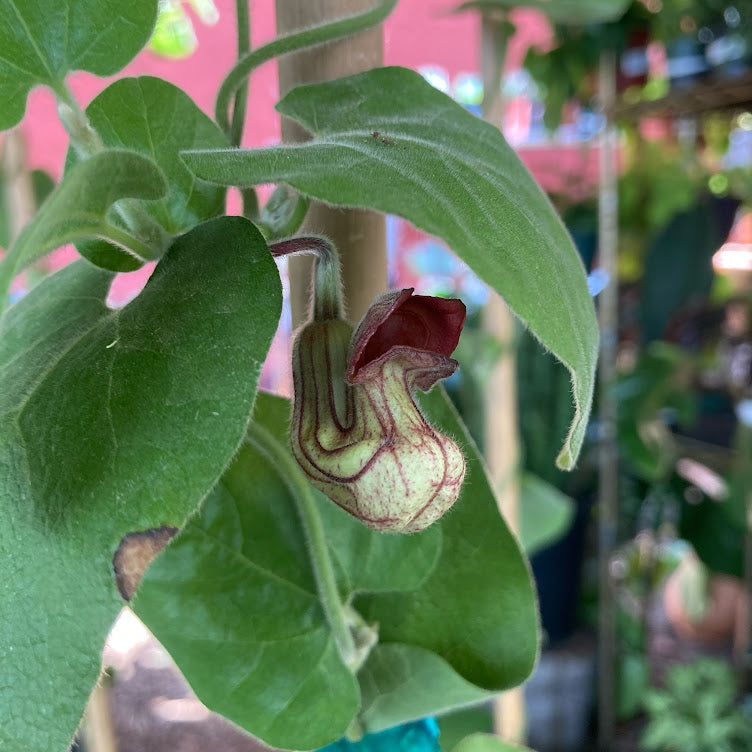 Aristolochia californica - California Pipevine