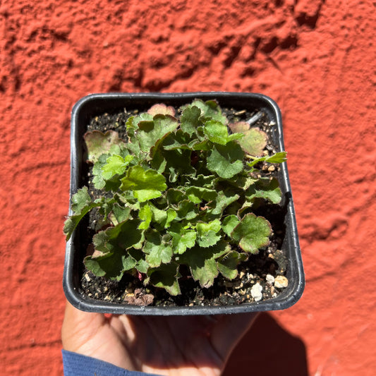 Heuchera micrantha 'Martha Roderick' - Coral Bells