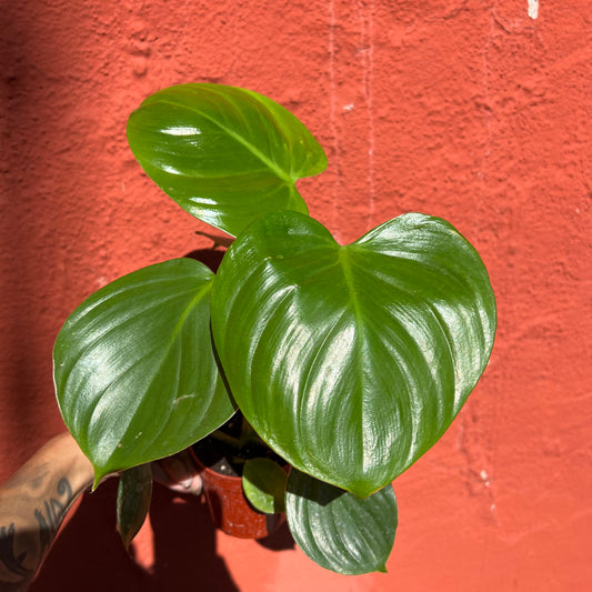 Philodendron grazielae 'Sparkling Heart'
